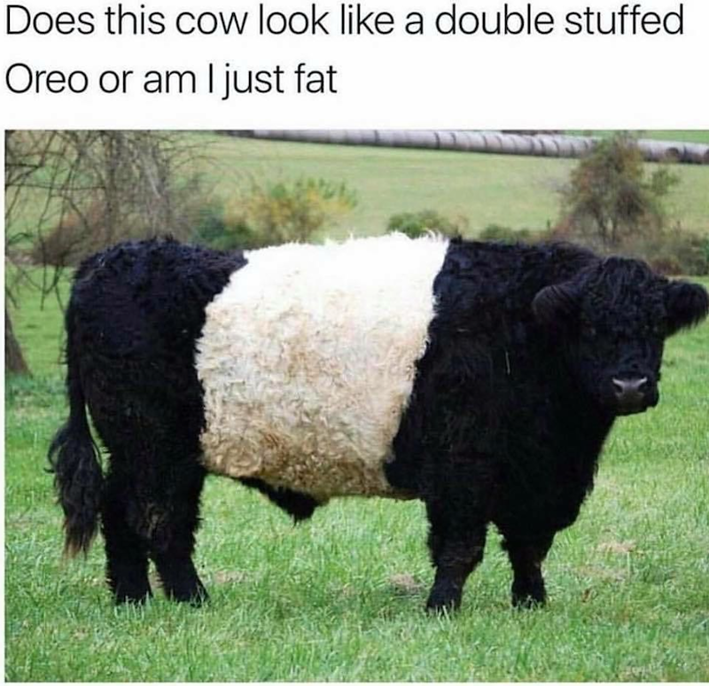 Does this cow look like a double stuffed Oreo or am I just fat
