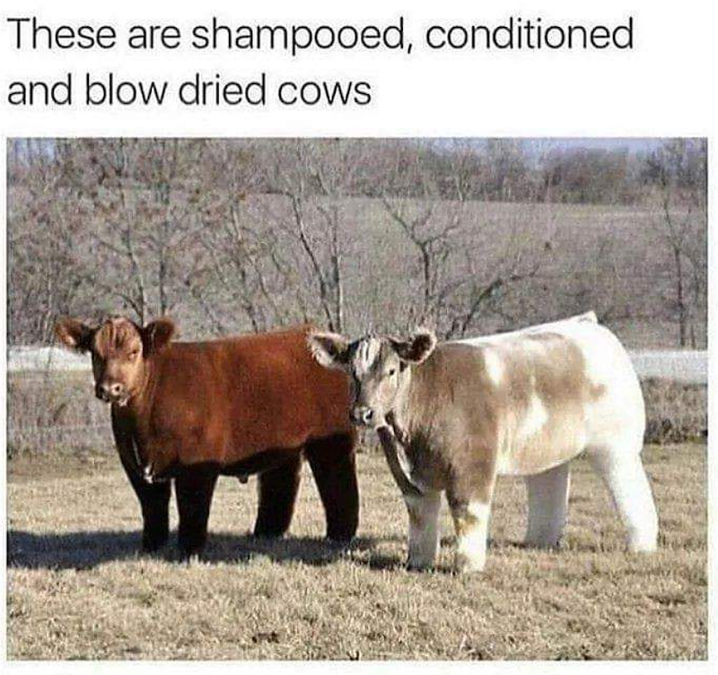 These are shampooed, conditioned and blow dried cows