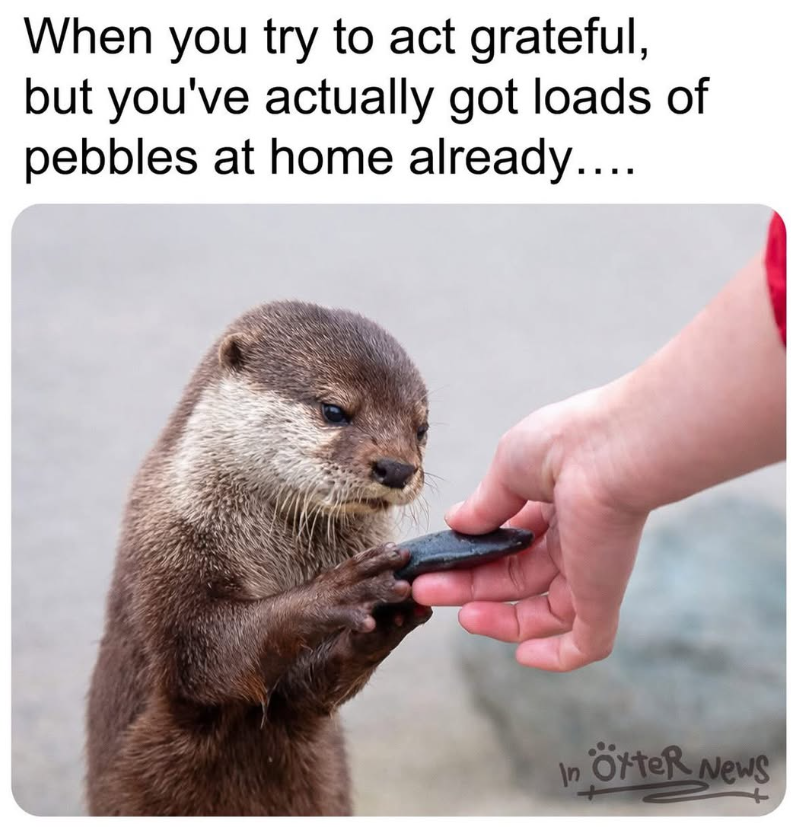 When you try to act grateful, but you've actually got loads of pebbles at home already.... In ÖrteR News +