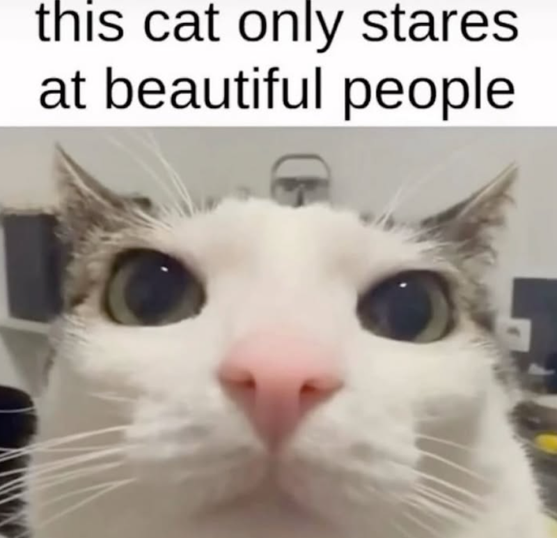 this cat only stares at beautiful people