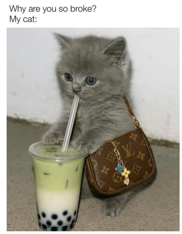 Why are you so broke? My cat: Y