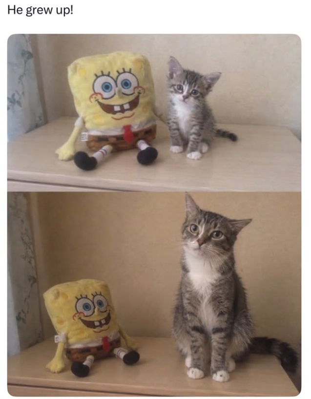 Cheezburger Image 10673845504