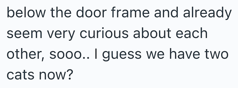 below the door frame and already seem very curious about each other, sooo.. I guess we have two cats now?