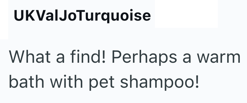 UKValJoTurquoise What a find! Perhaps a warm bath with pet shampoo!