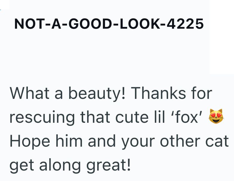 NOT-A-GOOD-LOOK-4225 What a beauty! Thanks for rescuing that cute lil 'fox' Hope him and your other cat get along great!