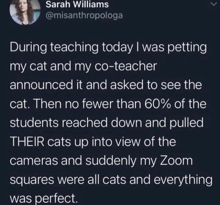 Sarah Williams @misanthropologa During teaching today I was petting my cat and my co-teacher announced it and asked to see the cat. Then no fewer than 60% of the students reached down and pulled THEIR cats up into view of the cameras and suddenly my Zoom squares were all cats and everything was perfect.
