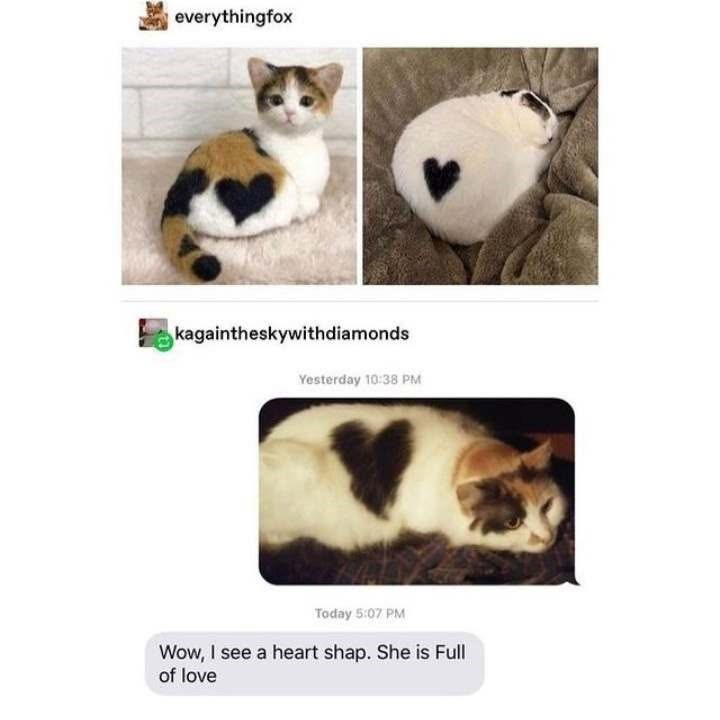 everythingfox kagaintheskywithdiamonds Yesterday 10:38 PM Today 5:07 PM Wow, I see a heart shap. She is Full of love