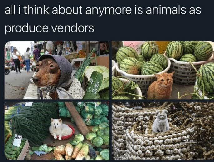 all i think about anymore is animals as produce vendors ood 冰糖