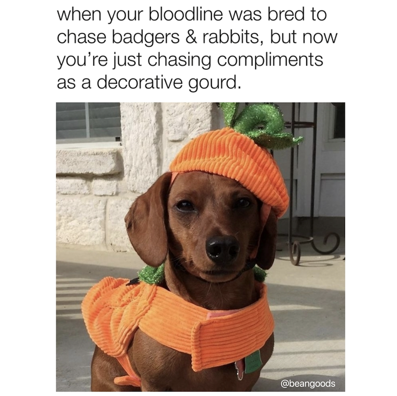 when your bloodline was bred to chase badgers & rabbits, but now you're just chasing compliments as a decorative gourd. @beangoods