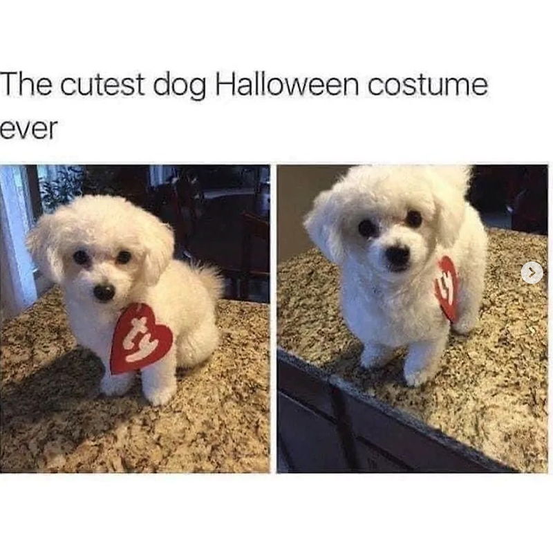 The cutest dog Halloween costume ever ty