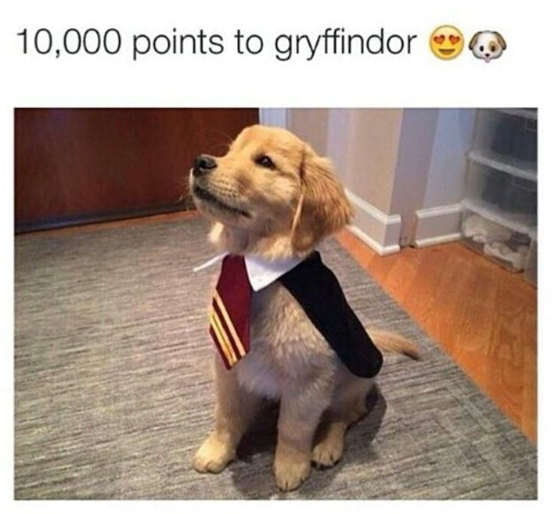 10,000 points to gryffindor