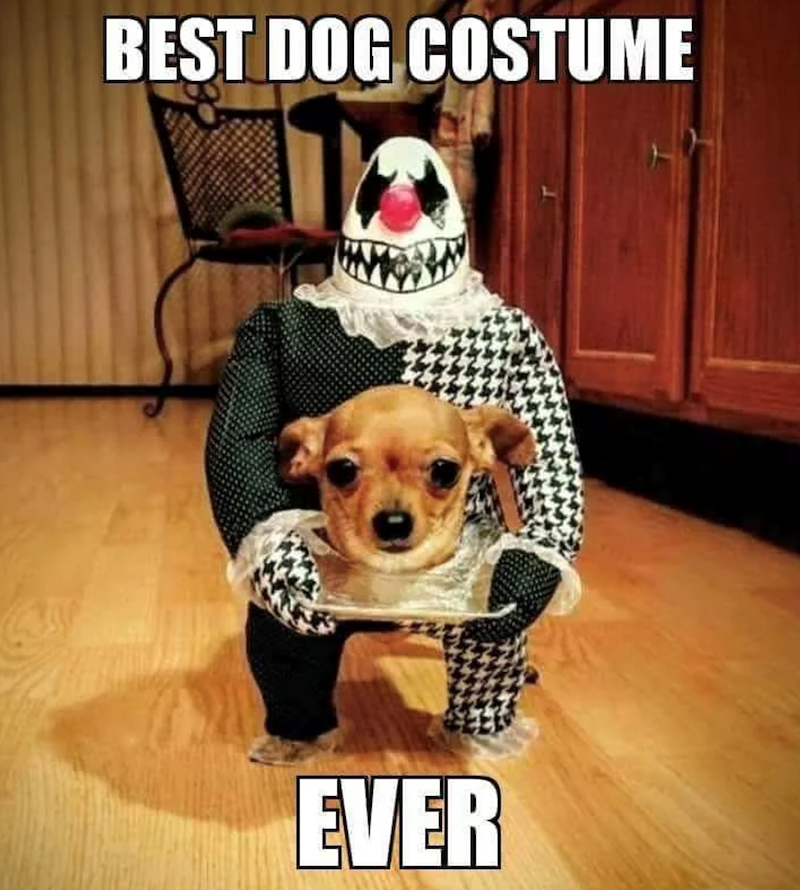 BEST DOG COSTUME EVER