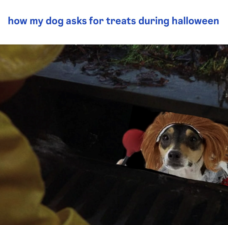 how my dog asks for treats during halloween