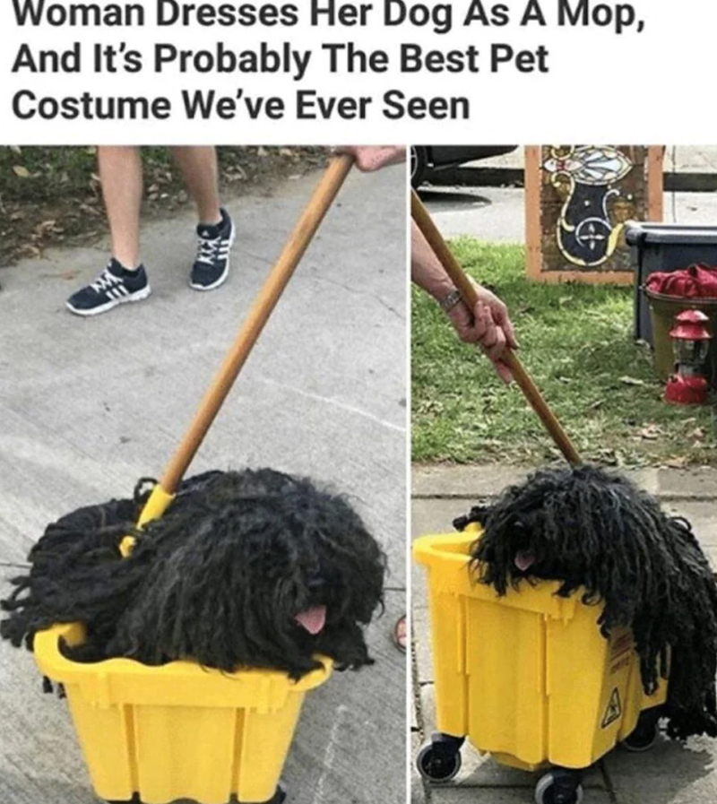 Woman Dresses Her Dog As A Mop, And It's Probably The Best Pet Costume We've Ever Seen A