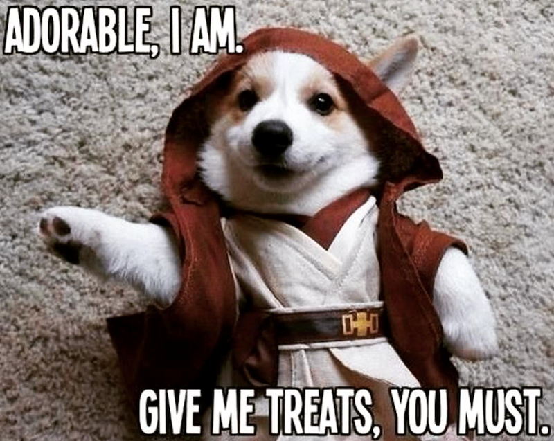 ADORABLE, I AM. CH GIVE ME TREATS, YOU MUST.