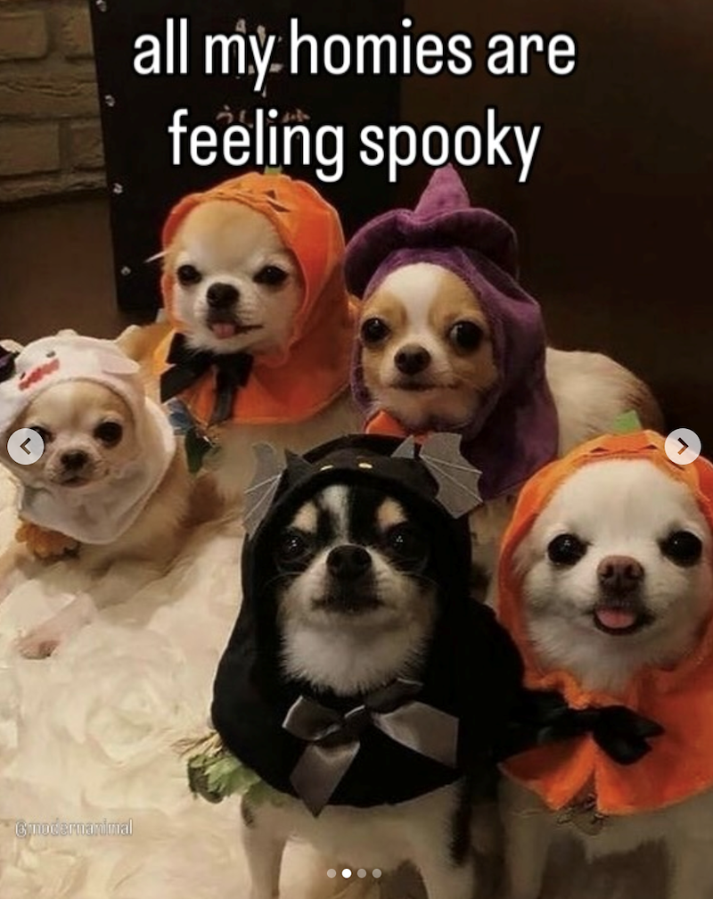 Gmodernanimal all my homies are feeling spooky