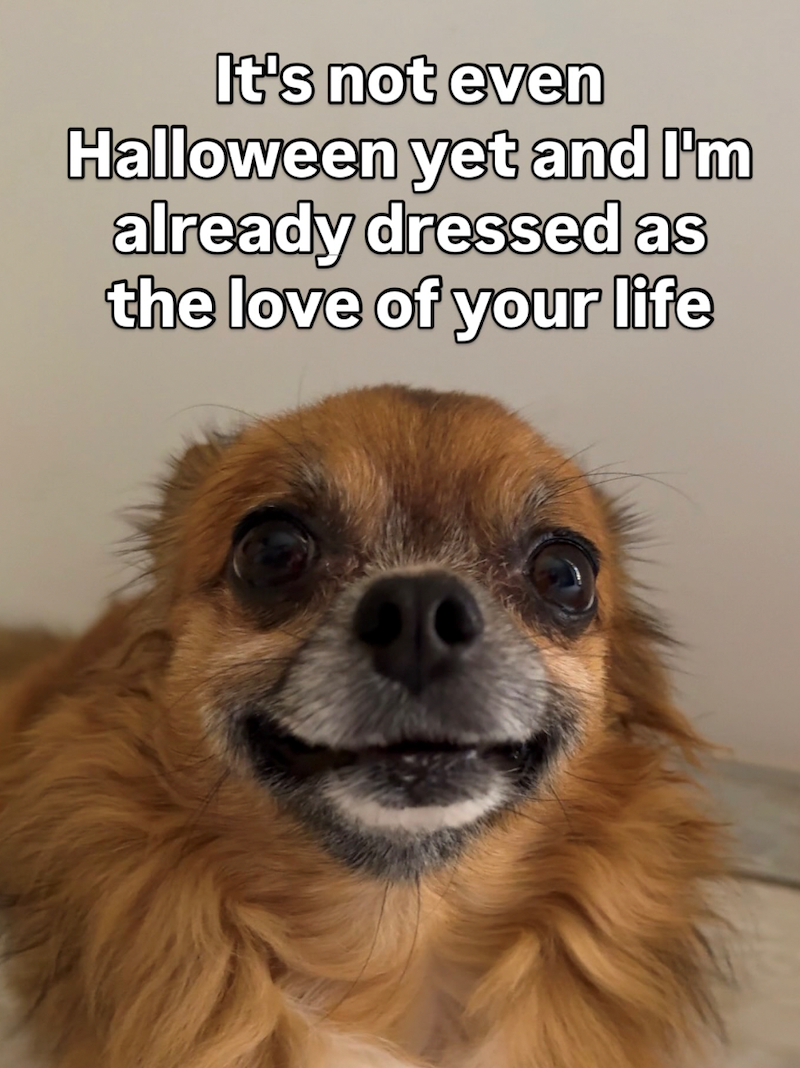 It's not even Halloween yet and I'm already dressed as the love of your life