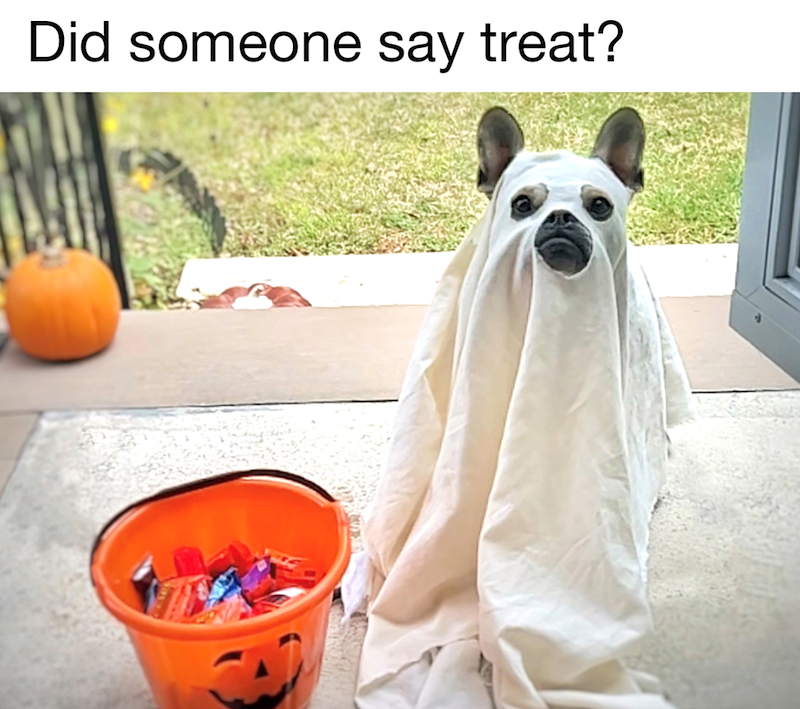 Did someone say treat?