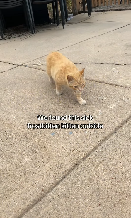 We found this sick frostbitten kitten outside