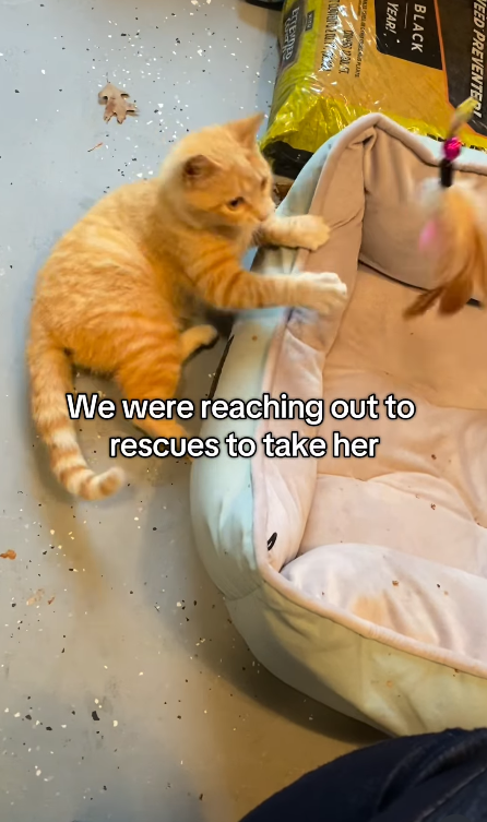aita BLACK YEAR! EED PREVENTER! We were reaching out to rescues to take her