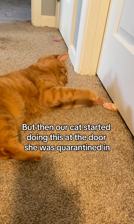 But then our cat started doing this at the door she was quarantined in