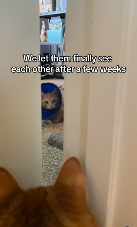We let them finally see each other after a few weeks
