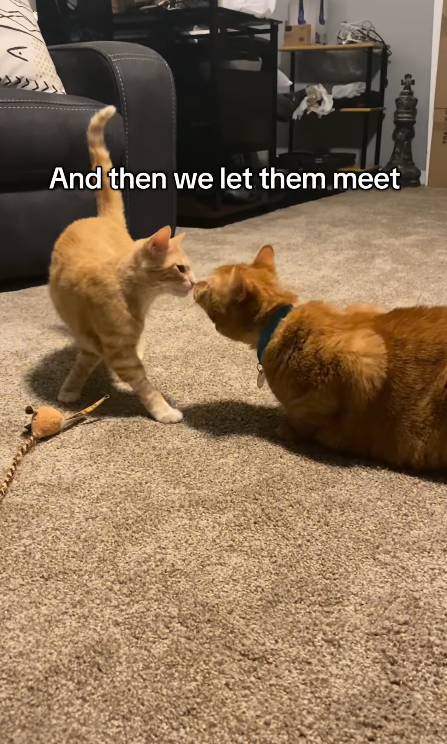 A And then we let them meet