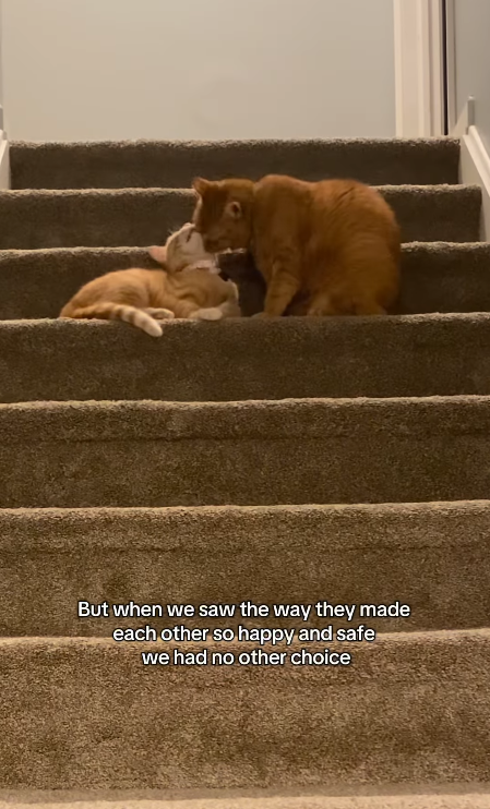 But when we saw the way they made each other so happy and safe we had no other choice