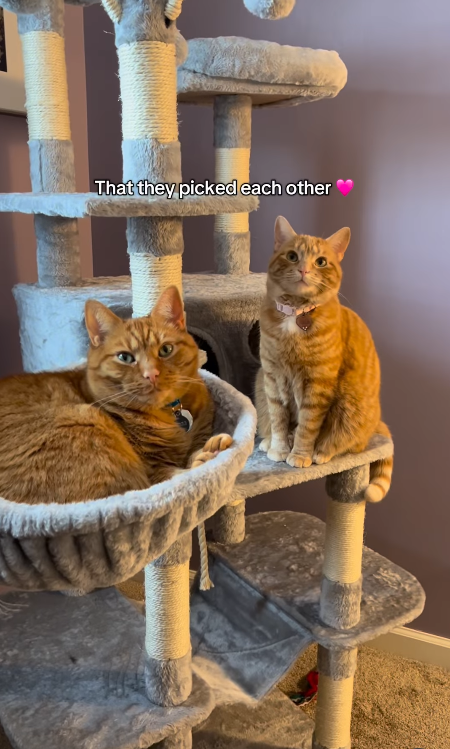 That they picked each other