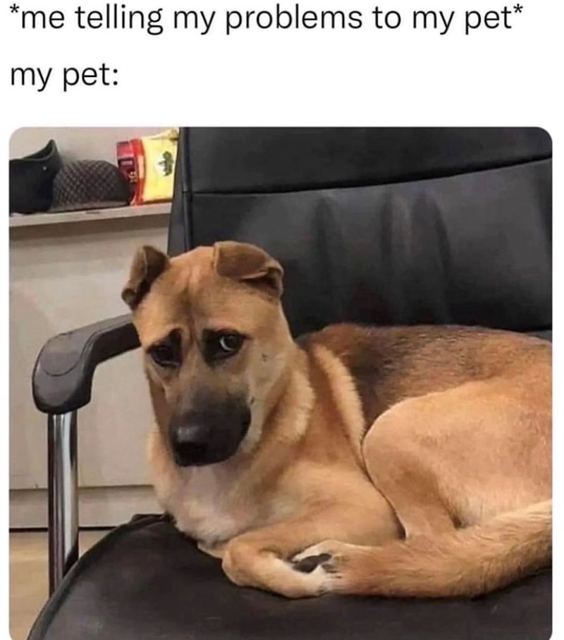 *me telling my problems to my pet* my pet: