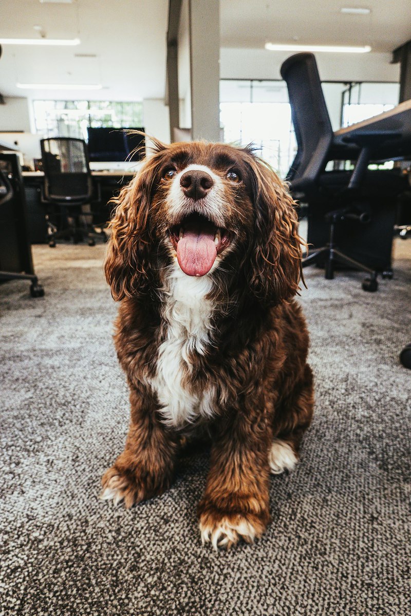 A dog sits on the carpeted floor in an office