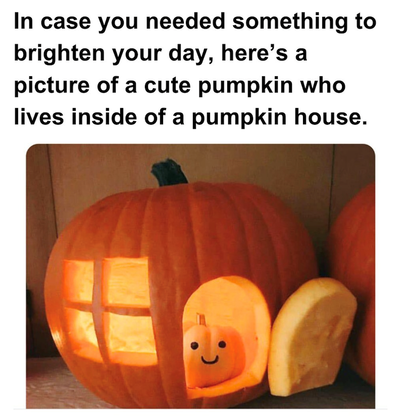In case you needed something to brighten your day, here's a picture of a cute pumpkin who lives inside of a pumpkin house.