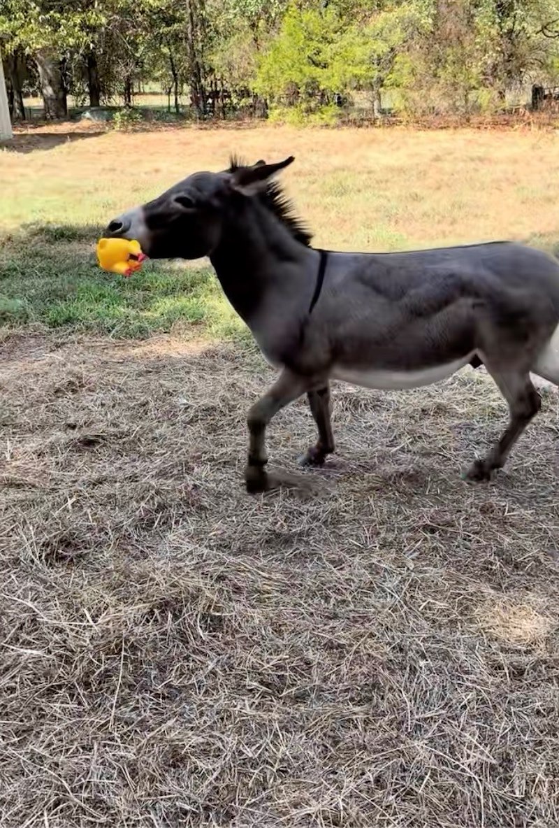 Internet Falls in Love with Playful Donkey Who Is Obsessed with His Laughing Rubber Chicken 