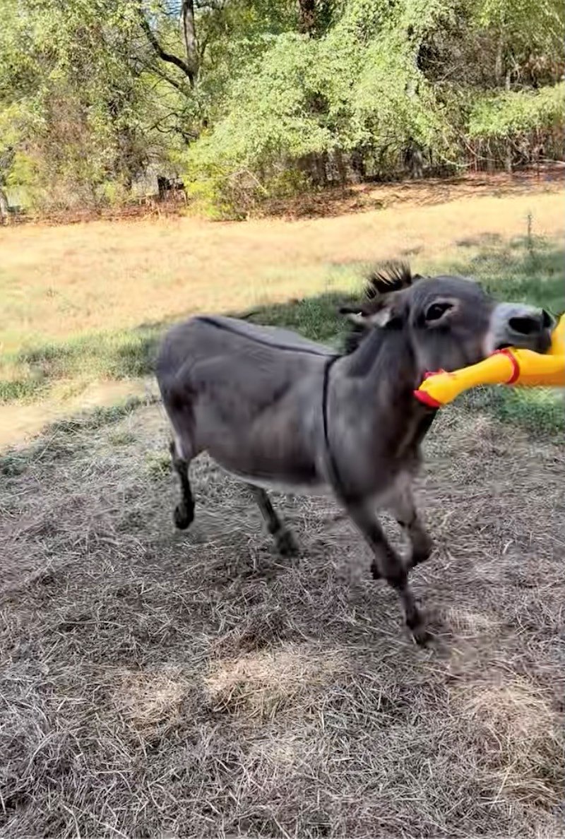 Internet Falls in Love with Playful Donkey Who Is Obsessed with His Laughing Rubber Chicken 