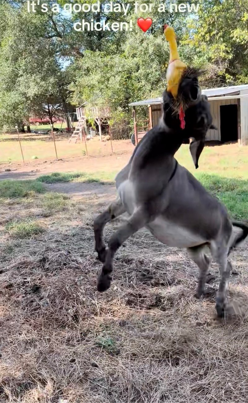 Internet Falls in Love with Playful Donkey Who Is Obsessed with His Laughing Rubber Chicken 