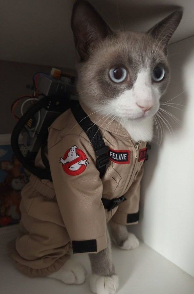 FELINE