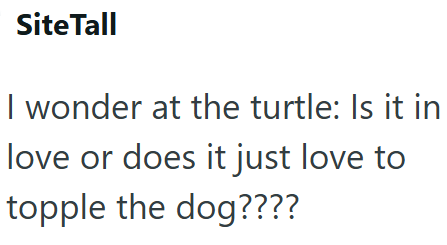 Site Tall I wonder at the turtle: Is it in love or does it just love to topple the dog????