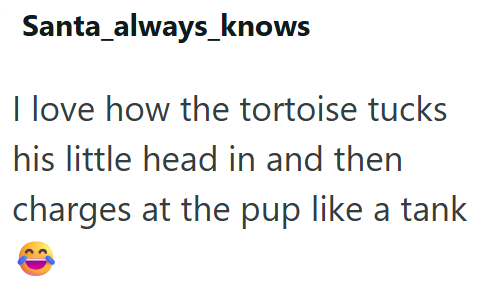 Santa_always_knows I love how the tortoise tucks his little head in and then charges at the pup like a tank