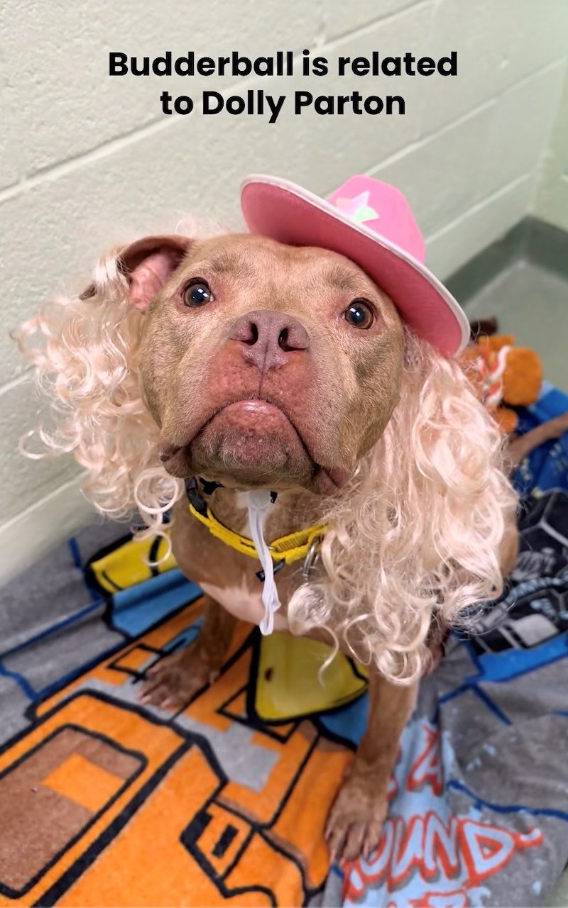 Budderball is related to Dolly Parton