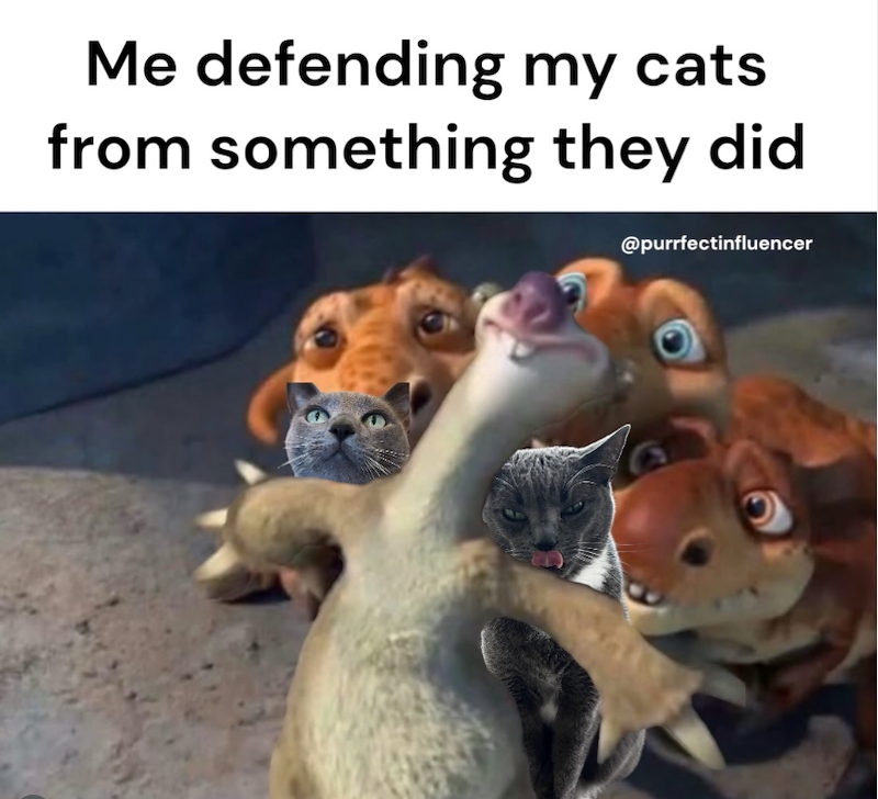 Me defending my cats from something they did @purrfectinfluencer