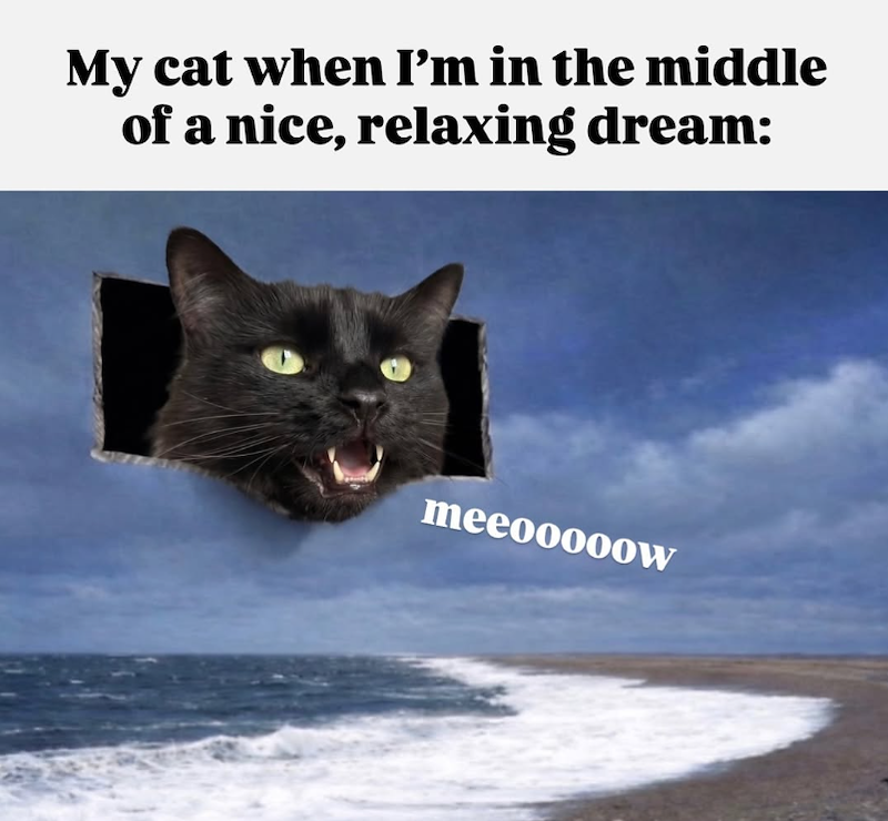 My cat when I'm in the middle of a nice, relaxing dream: meeooooow
