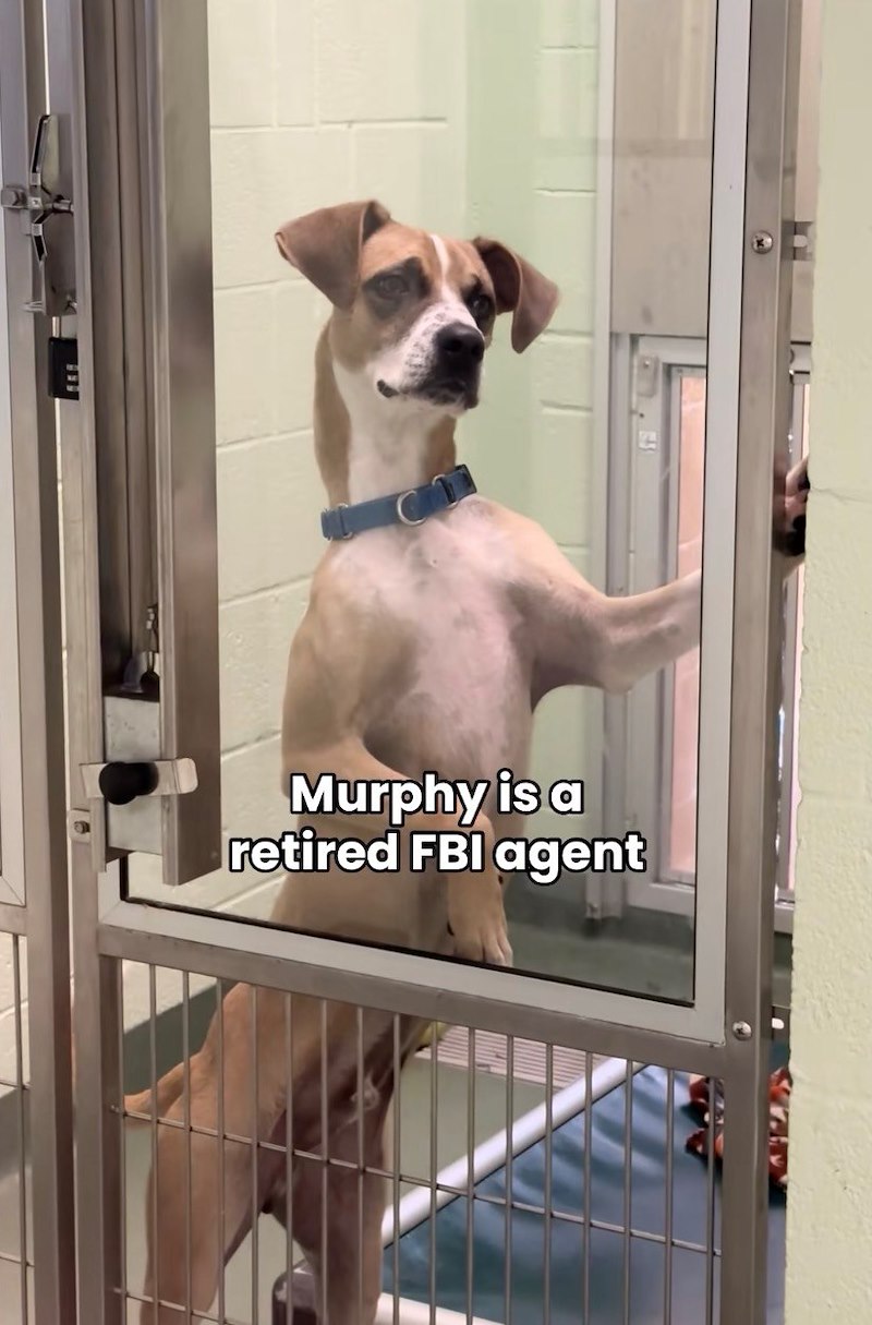 Murphy is a retired FBI agent