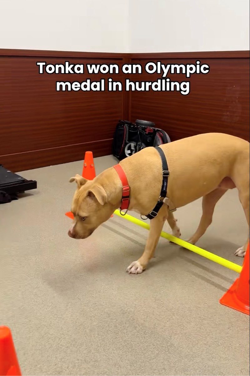 Tonka won an Olympic medal in hurdling