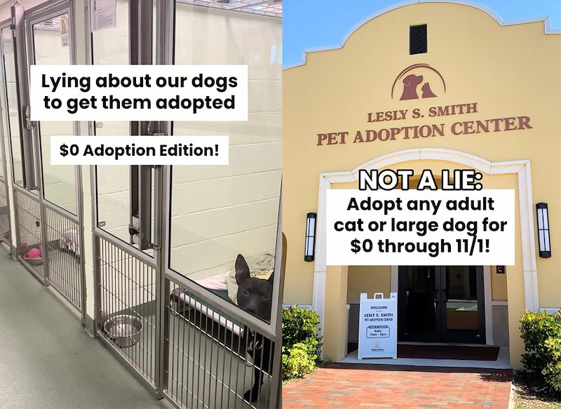Lying about our dogs to get them adopted $0 Adoption Edition! LESLY S. SMITH PET ADOPTION CENTER NOT A LIE: Adopt any adult cat or large dog for $0 through 11/1! WELCOME LESLY S. SMITH PET ADOPTION CENTER Daly