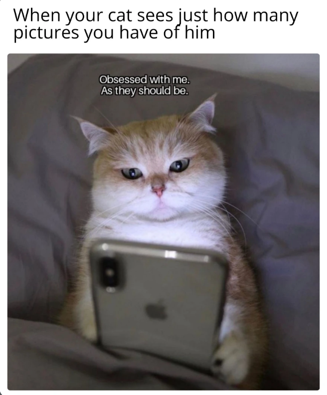 When your cat sees just how many pictures you have of him Obsessed with me. As they should be.