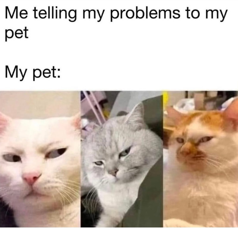 Me telling my problems to my pet My pet: