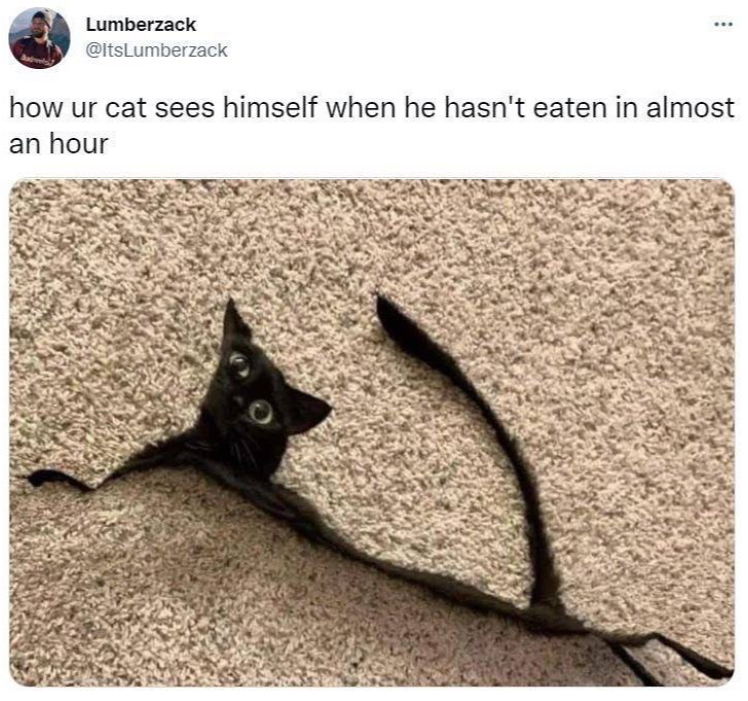 Lumberzack @ItsLumberzack how ur cat sees himself when he hasn't eaten in almost an hour