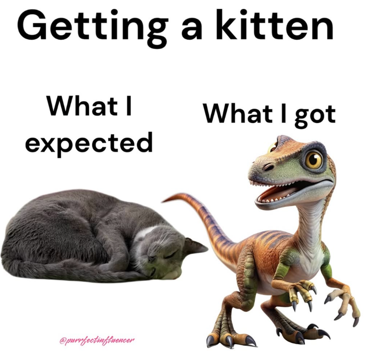 Getting a kitten What I What I got expected @purrfectinfluencer