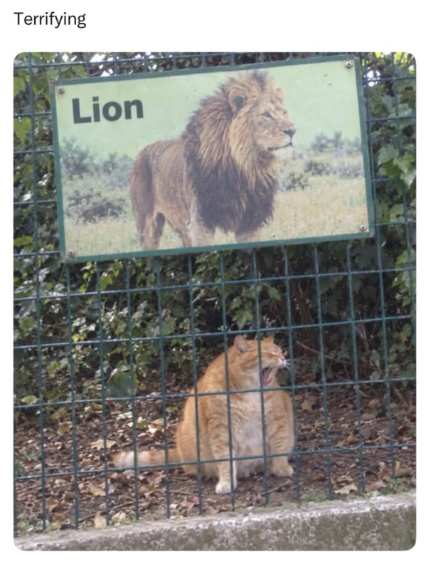 Terrifying Lion