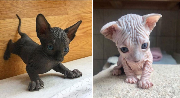 adorable sphynx kitten